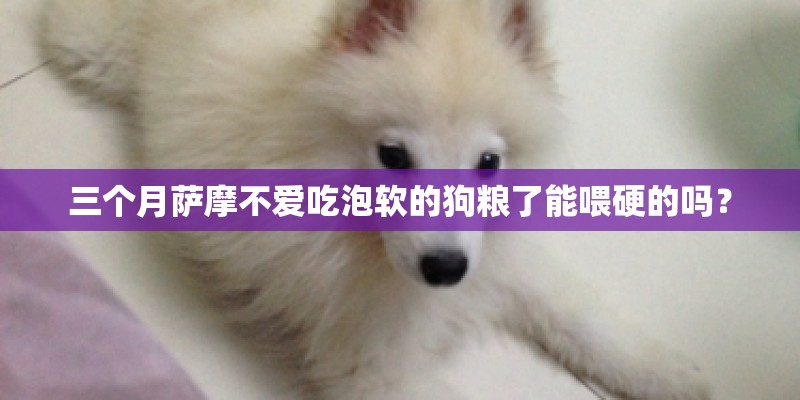 三个月萨摩不爱吃泡软的狗粮了能喂硬的吗？