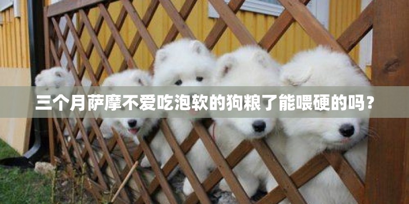 三个月萨摩不爱吃泡软的狗粮了能喂硬的吗？