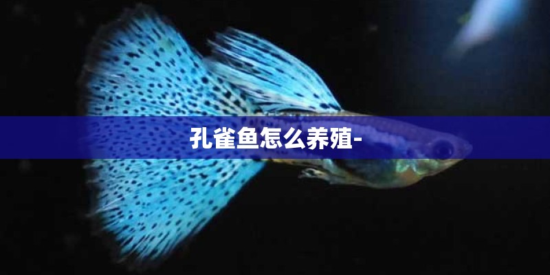 孔雀鱼怎么养殖-