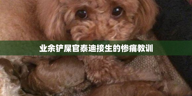 业余铲屎官泰迪接生的惨痛教训