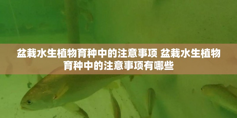 盆栽水生植物育种中的注意事项 盆栽水生植物育种中的注意事项有哪些