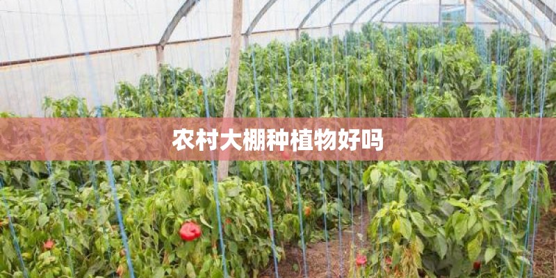 农村大棚种植物好吗 农村大棚种植物好吗
