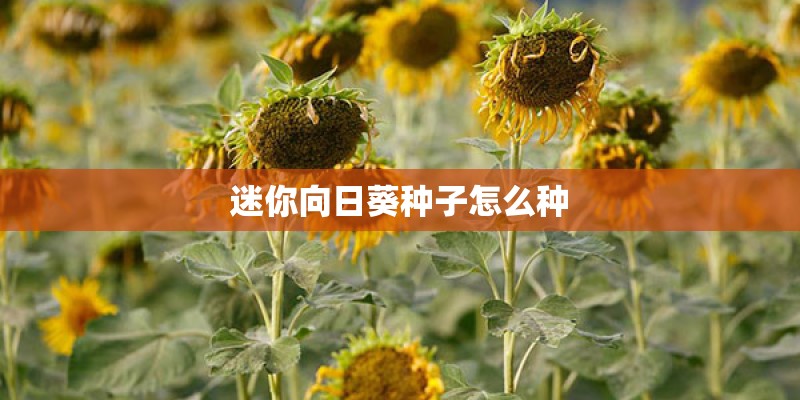 迷你向日葵种子怎么种 迷你向日葵种子怎么种