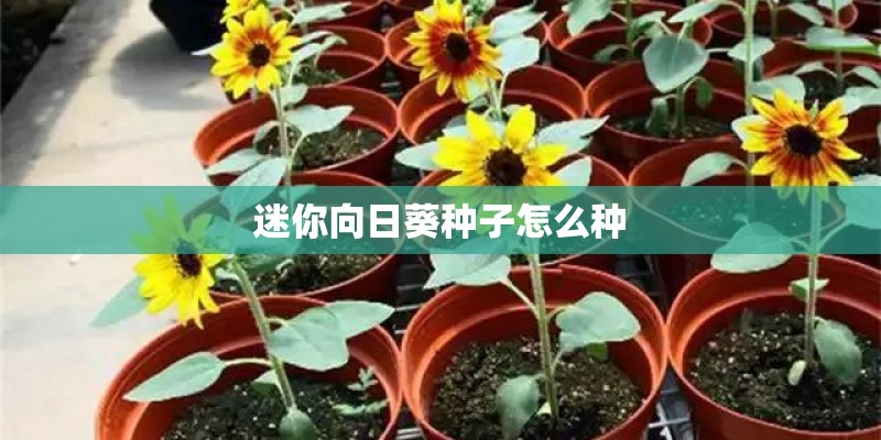 迷你向日葵种子怎么种 迷你向日葵种子怎么种