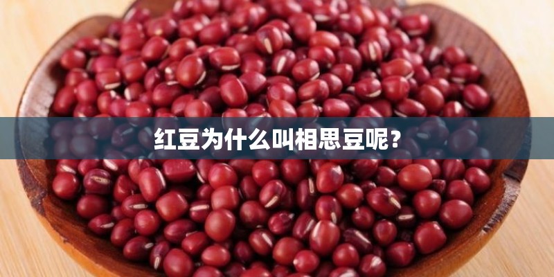 红豆为什么叫相思豆呢？