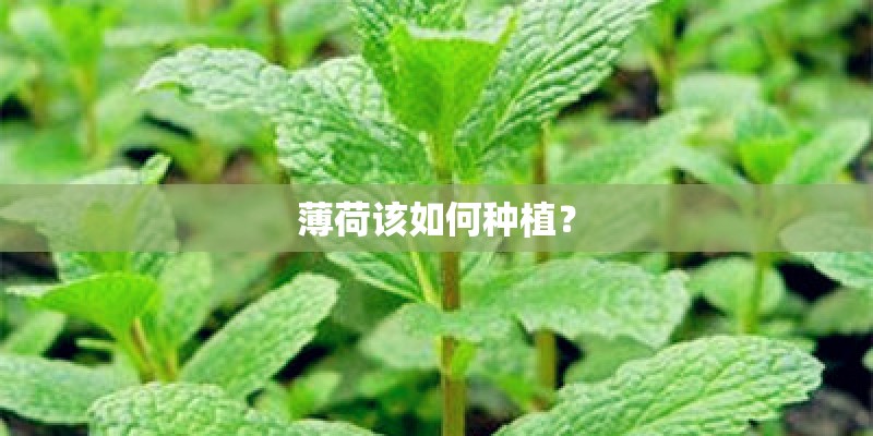薄荷该如何种植？