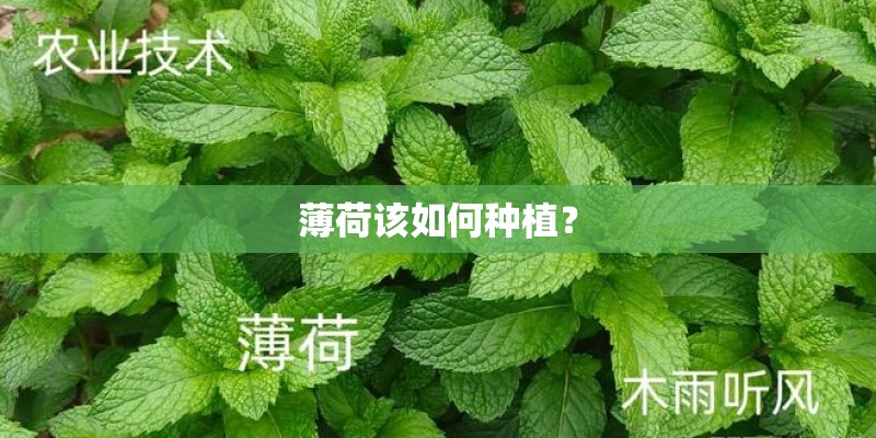 薄荷该如何种植? 薄荷该如何种植?