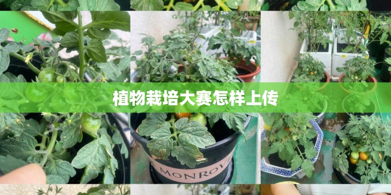 植物栽培大赛怎样上传