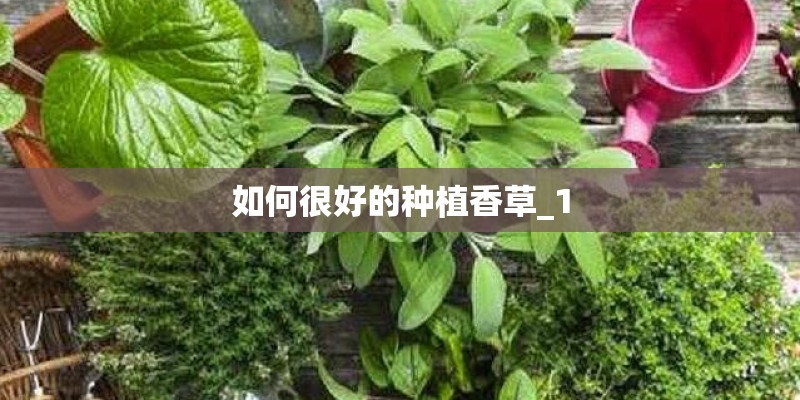 如何很好的种植香草_1