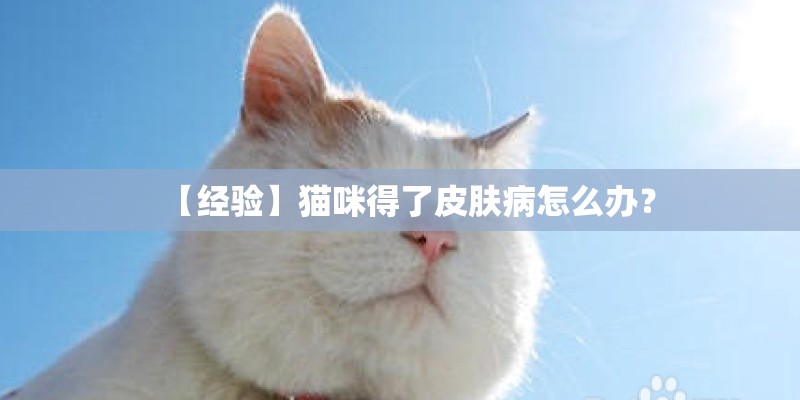 【经验】猫咪得了皮肤病怎么办？