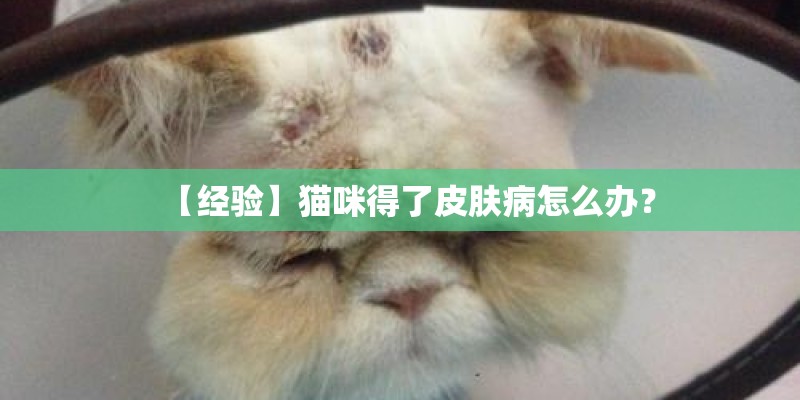 【经验】猫咪得了皮肤病怎么办？
