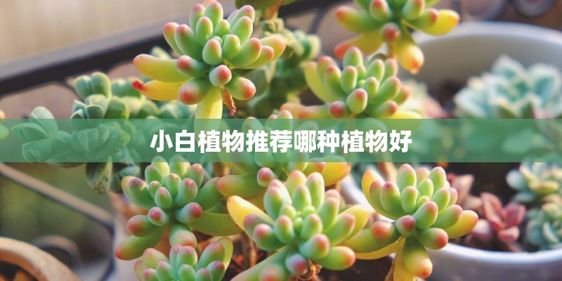 小白植物推荐哪种植物好 小白植物推荐哪种植物好