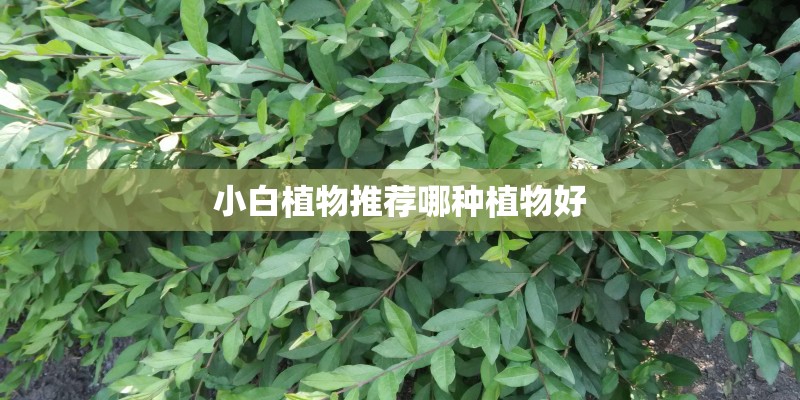 小白植物推荐哪种植物好 小白植物推荐哪种植物好