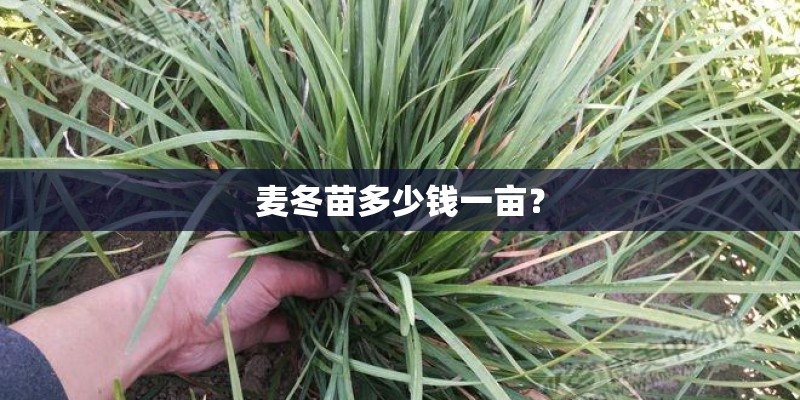 麦冬苗多少钱一亩？