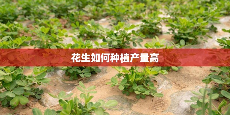 花生如何种植产量高