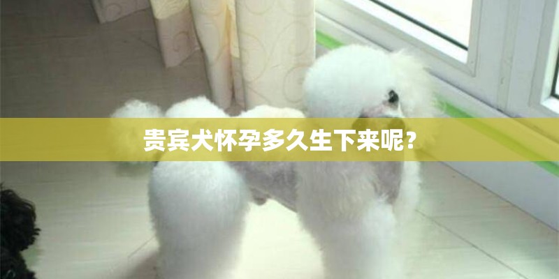 贵宾犬怀孕多久生下来呢？