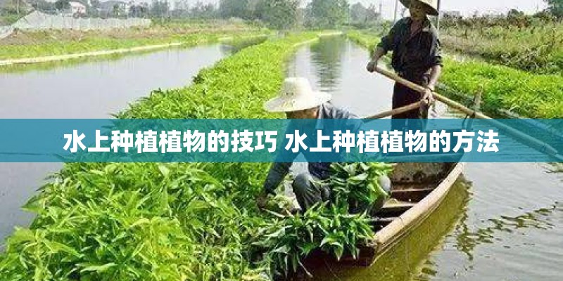 水上种植植物的技巧 水上种植植物的方法 水上种植植物的技巧 水上种植植物的方法