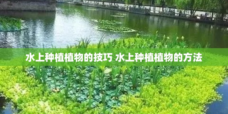 水上种植植物的技巧 水上种植植物的方法 水上种植植物的技巧 水上种植植物的方法