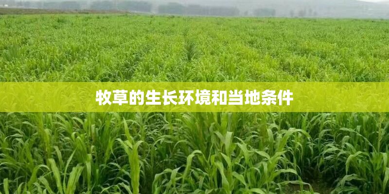 牧草的生长环境和当地条件