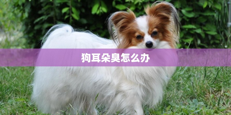 狗耳朵臭怎么办