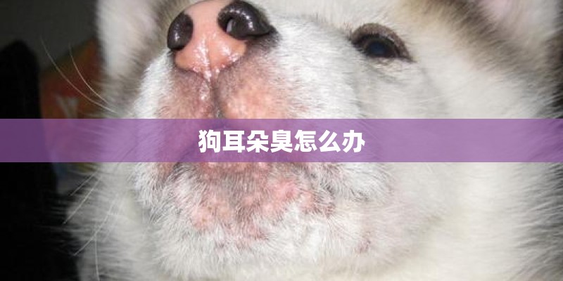 狗耳朵臭怎么办