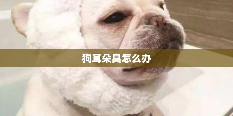 狗耳朵臭怎么办
