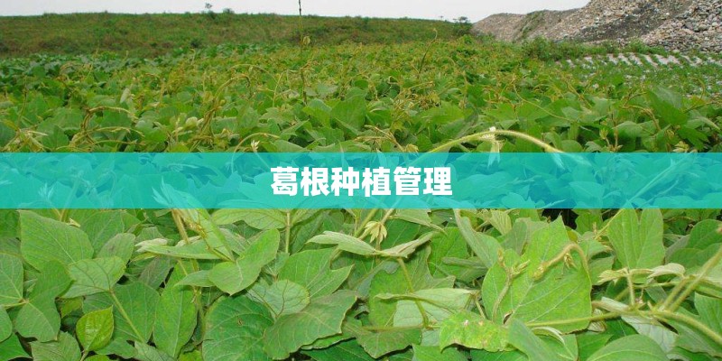 葛根种植管理