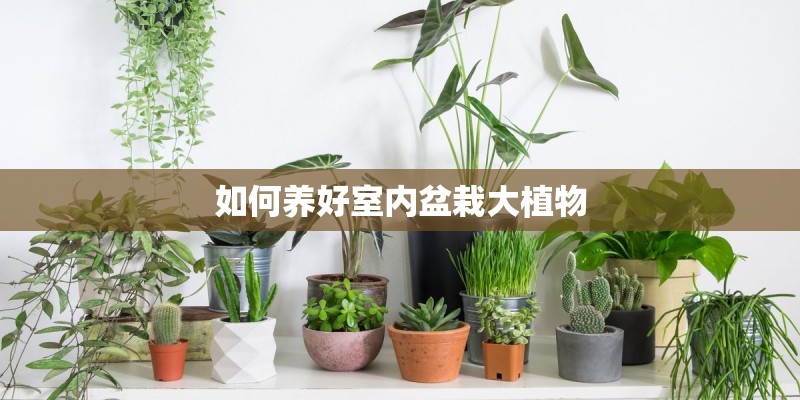 如何养好室内盆栽大植物