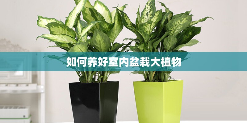 如何养好室内盆栽大植物