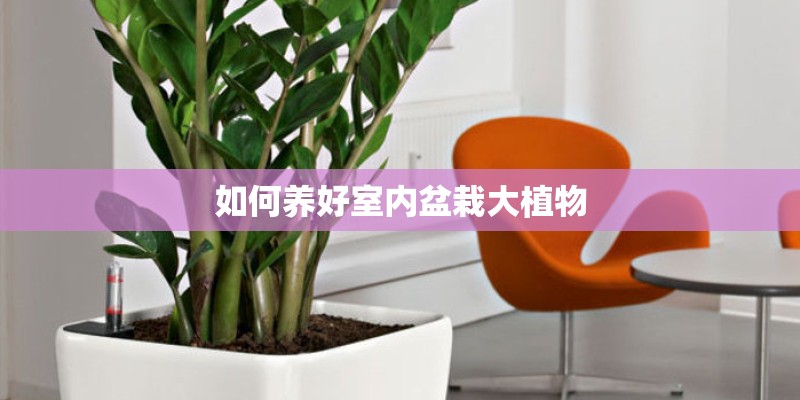 如何养好室内盆栽大植物