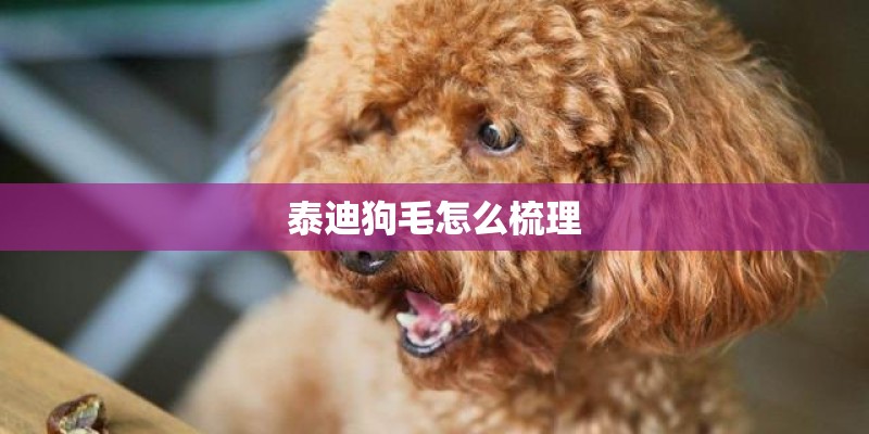 泰迪狗毛怎么梳理