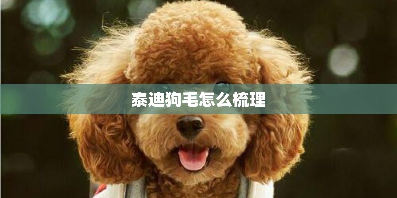 泰迪狗毛怎么梳理