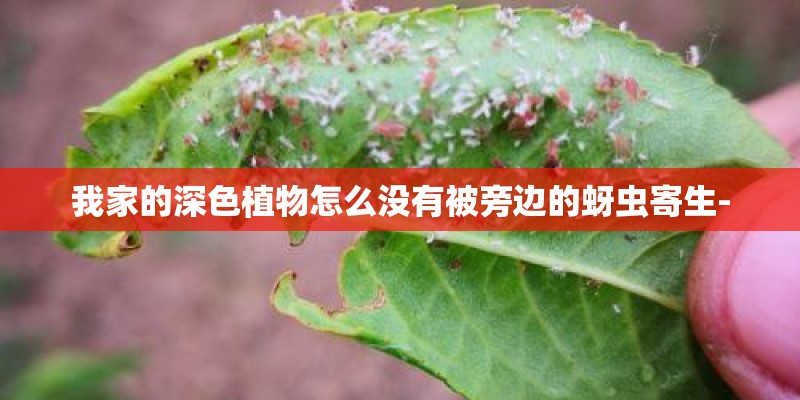 我家的深色植物怎么没有被旁边的蚜虫寄生- 我家的深色植物怎么没有被旁边的蚜虫寄生-