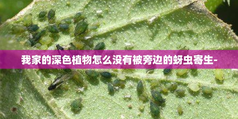 我家的深色植物怎么没有被旁边的蚜虫寄生-