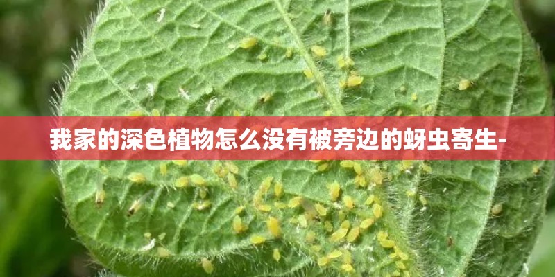 我家的深色植物怎么没有被旁边的蚜虫寄生- 我家的深色植物怎么没有被旁边的蚜虫寄生-