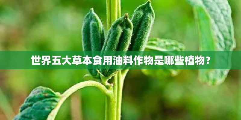 世界五大草本食用油料作物是哪些植物？