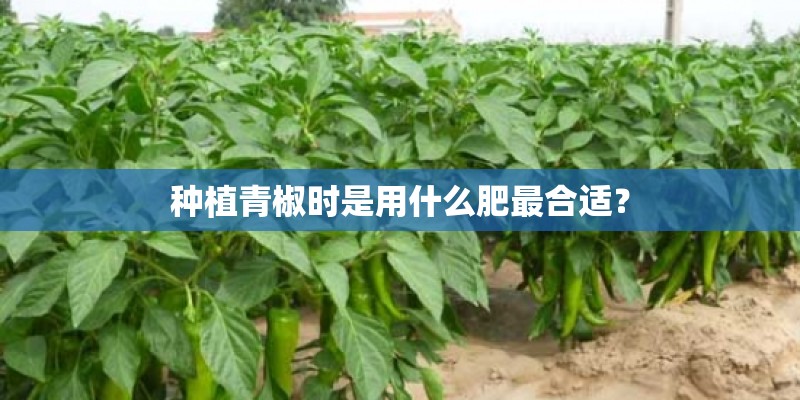 种植青椒时是用什么肥最合适？