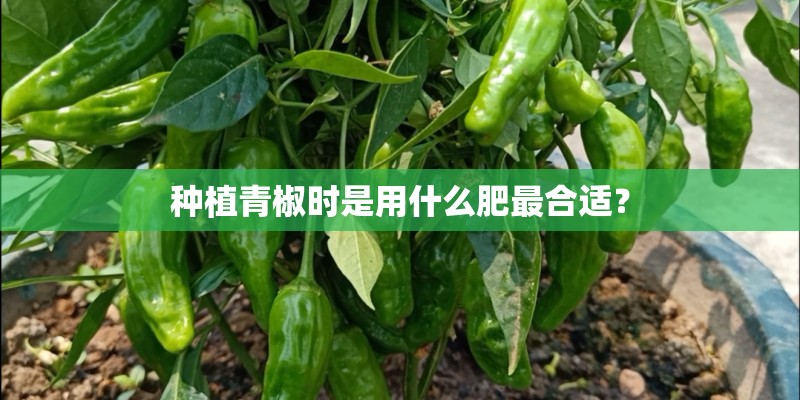 种植青椒时是用什么肥最合适？