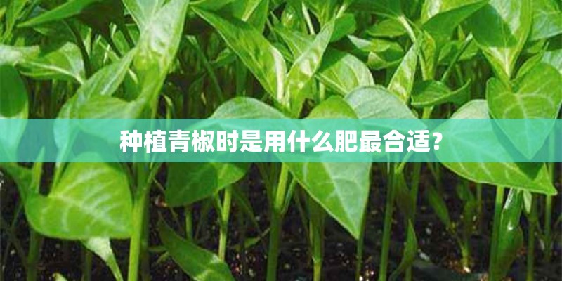 种植青椒时是用什么肥最合适？