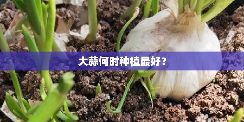 大蒜何时种植最好？