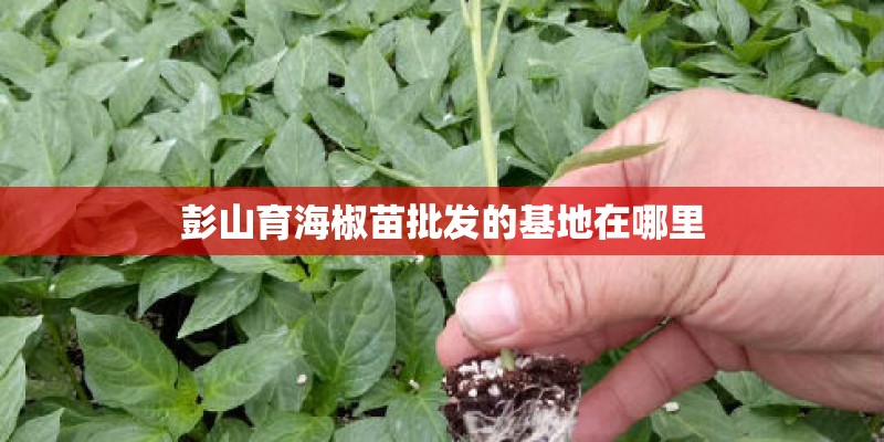彭山育海椒苗批发的基地在哪里