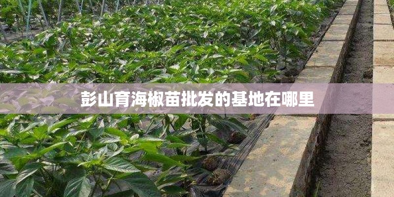 彭山育海椒苗批发的基地在哪里 彭山育海椒苗批发的基地在哪里