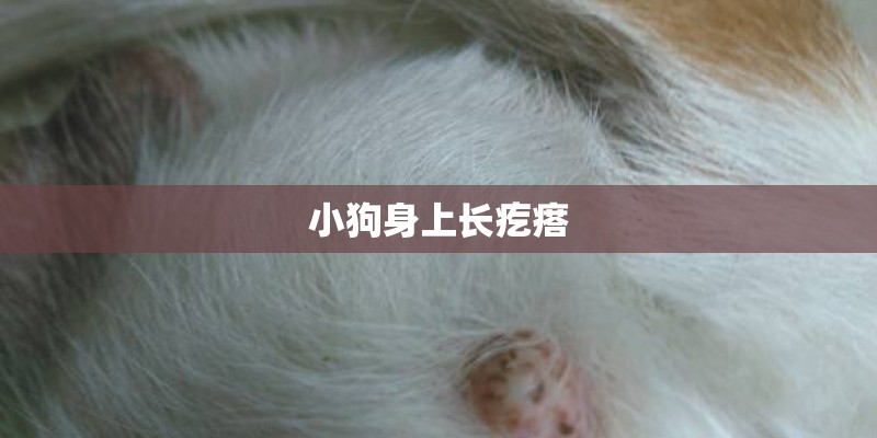 小狗身上长疙瘩 小狗身上长疙瘩