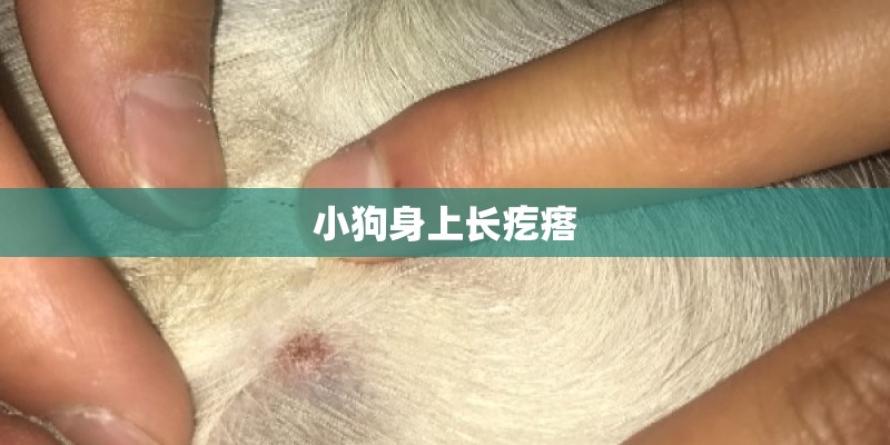 小狗身上长疙瘩 小狗身上长疙瘩