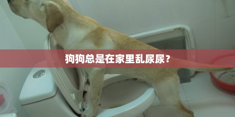 狗狗总是在家里乱尿尿？