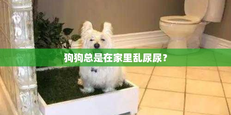 狗狗总是在家里乱尿尿? 狗狗总是在家里乱尿尿?