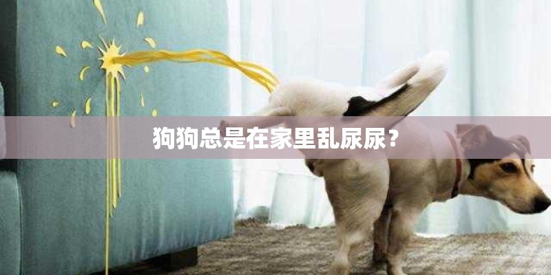 狗狗总是在家里乱尿尿? 狗狗总是在家里乱尿尿?