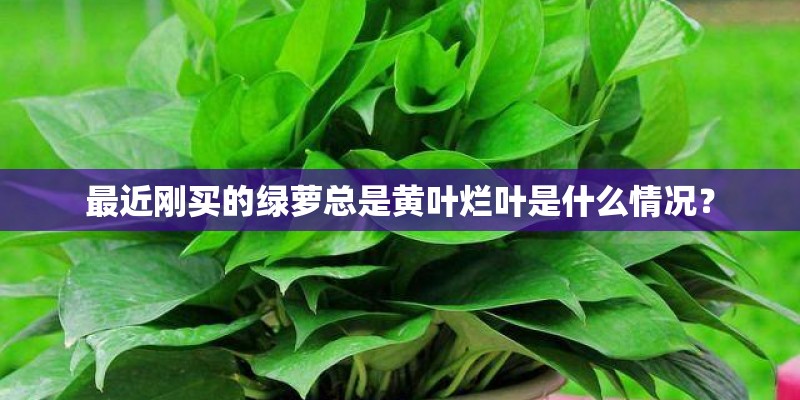 最近刚买的绿萝总是黄叶烂叶是什么情况？