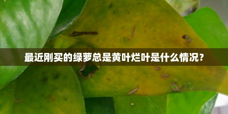 最近刚买的绿萝总是黄叶烂叶是什么情况？