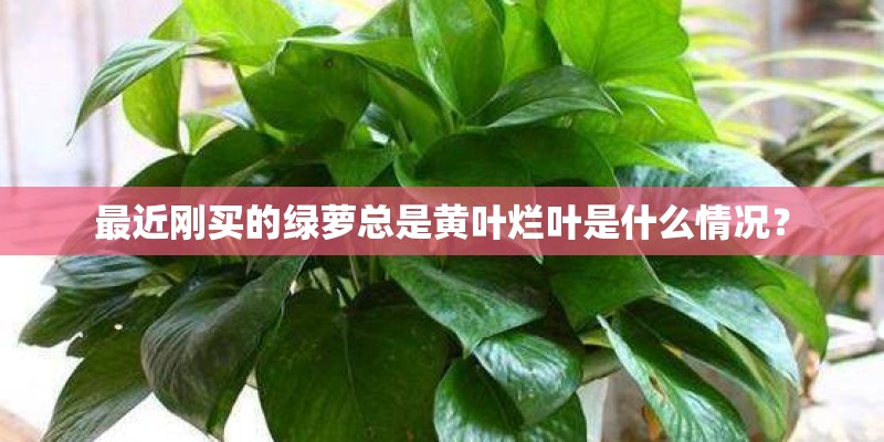 最近刚买的绿萝总是黄叶烂叶是什么情况？